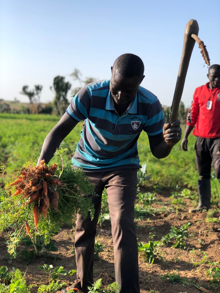 Nigerian farmer using digital farming tools